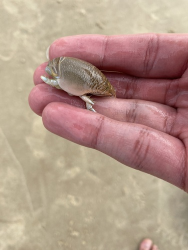 Atlantic Sand Crab, North Atlantic Ocean, DE, US, photo 10 of 10