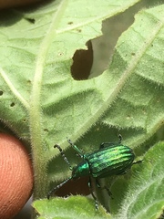 Metopoceris alternans