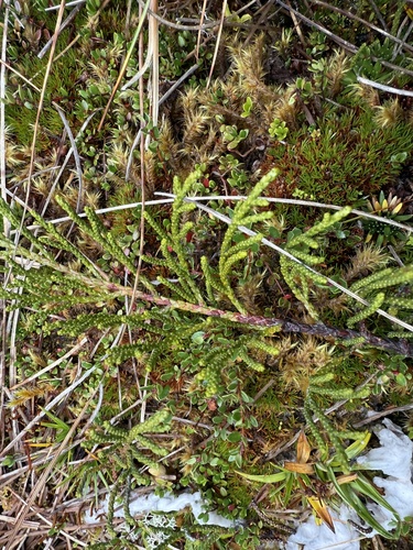 Lepidothamnus fonkii, photograph 4