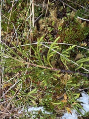 Lepidothamnus fonkii, photograph (c) Ingvild Riska, some rights reserved (CC BY)