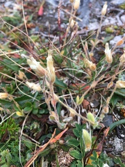 Cerastium nigrescens