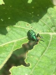 Metopoceris alternans