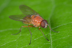 Thricops diaphanus