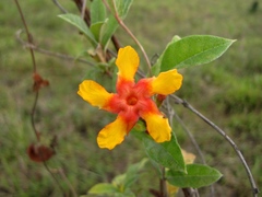 Mandevilla subsagittata