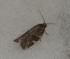 Archips mortuana