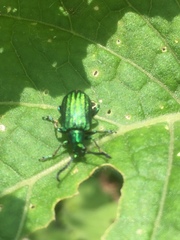 Metopoceris alternans