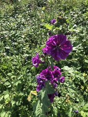 Malva arborea