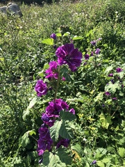 Malva arborea