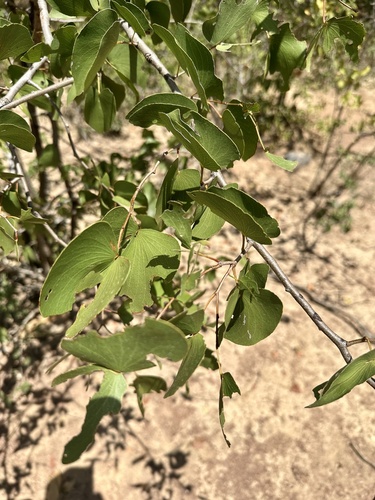 Mopane