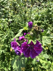 Malva arborea