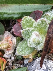 Cerastium nigrescens
