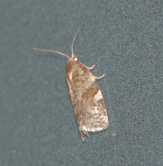 Archips mortuana