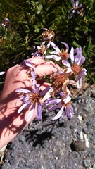 Eucephalus ledophyllus ledophyllus