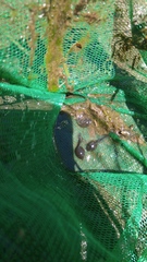 Anaxyrus boreas