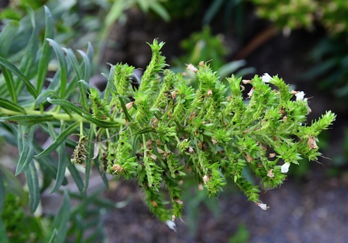 Echium giganteum, photograph 3