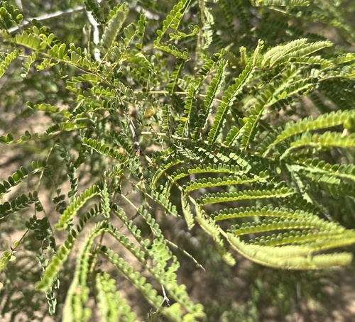 Weeping wattle