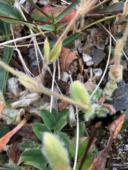 Cerastium nigrescens