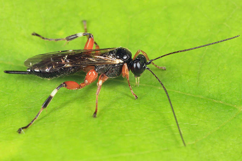 Pimpla aequalis