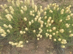 Astragalus oocalycis