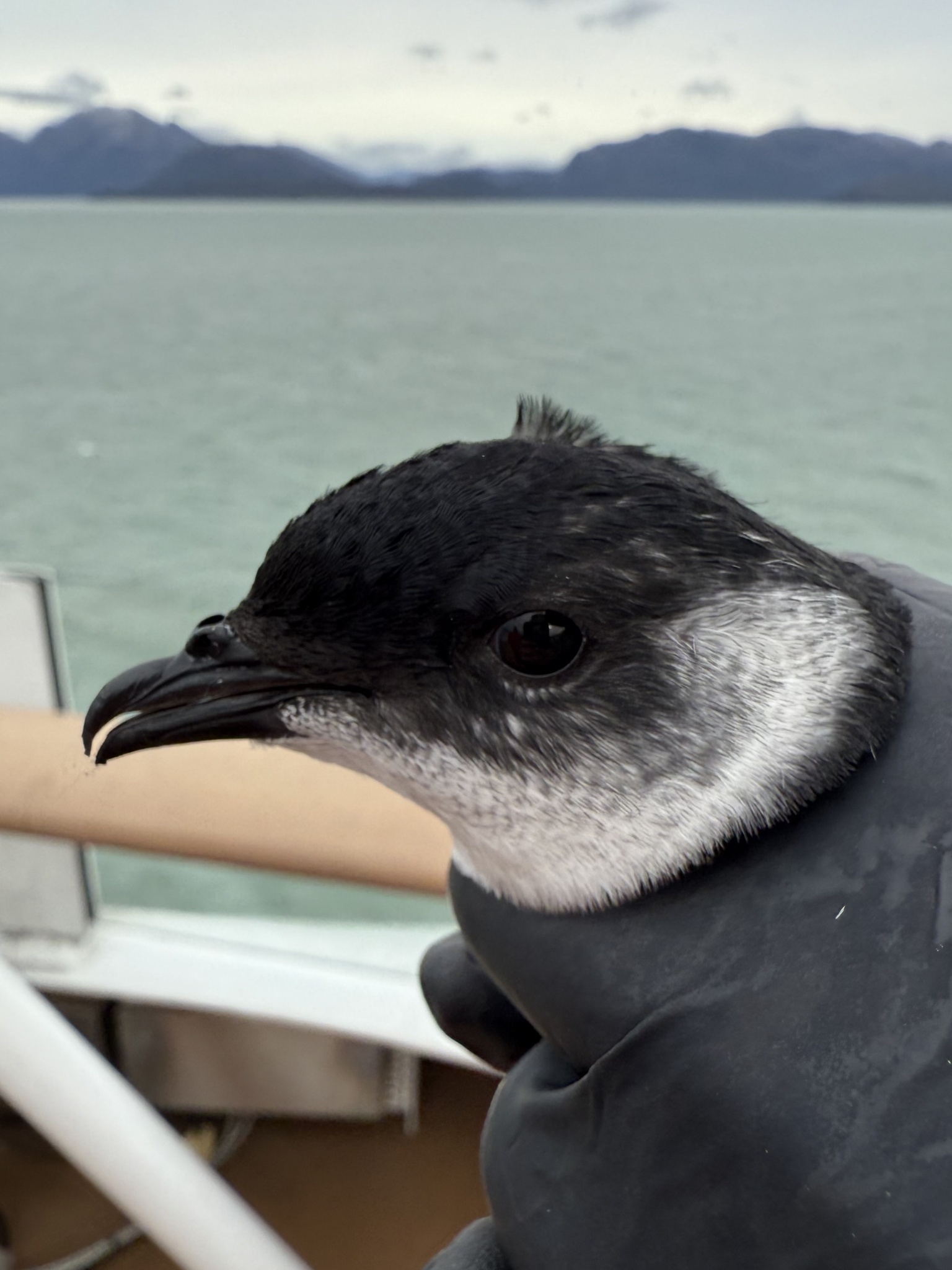 Magellanic Diving Petrel (Pelecanoides magellani), photo 3