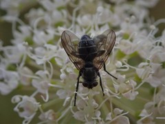 Eloceria delecta