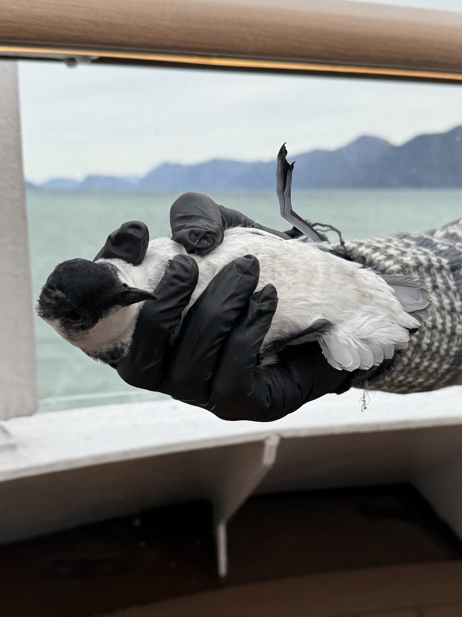 Magellanic Diving Petrel (Pelecanoides magellani), photo 4