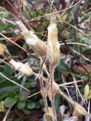 Cerastium nigrescens