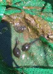 Anaxyrus boreas