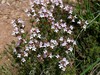 Common Thyme - Photo (c) Ferran Turmo Gort, some rights reserved (CC BY-NC-SA)