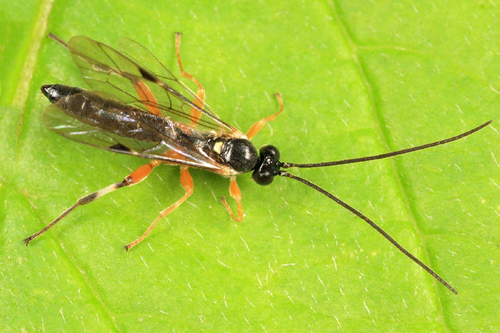 Pimpla aquilonia