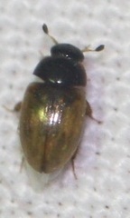 Sphaeridiinae