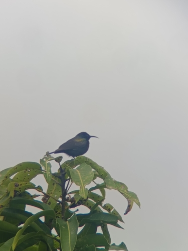 Copper Sunbird