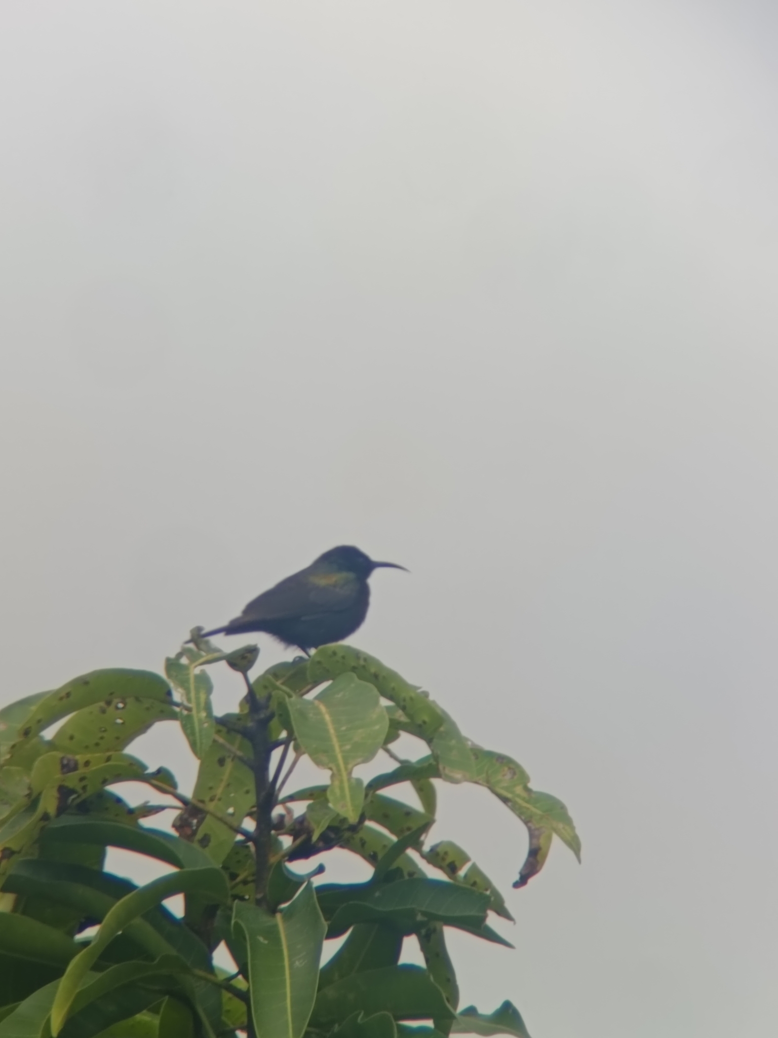 Copper Sunbird (Cinnyris cupreus), photo 2
