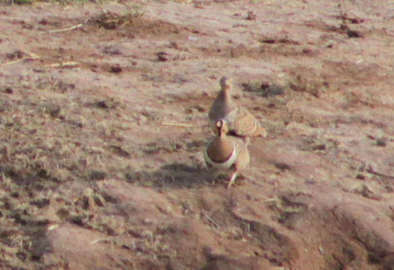 Black-faced Sandgrouse (Pterocles decoratus), photo 7