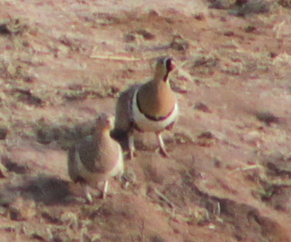 Black-faced Sandgrouse (Pterocles decoratus), photo 6