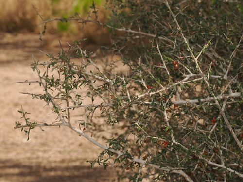 Image of Amargosa (Castela erecta) by (c) Joseph Aubert, some rights reserved (CC BY)