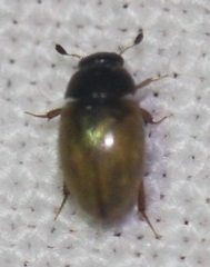 Sphaeridiinae