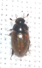 Sphaeridiinae