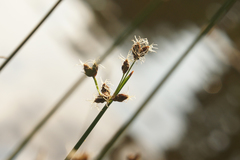 Schoenoplectus litoralis