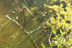 Schoenoplectus litoralis