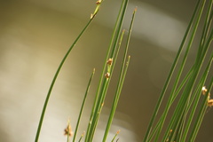 Schoenoplectus litoralis