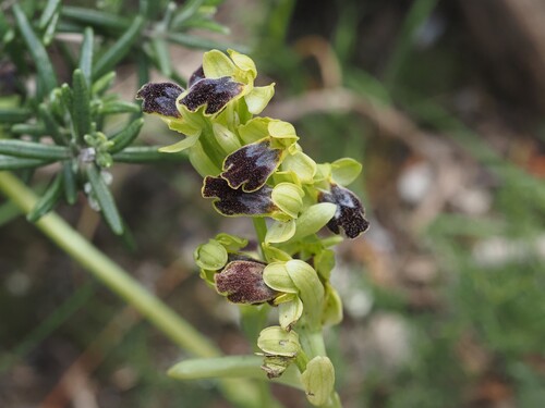 Image of Ophrys bilunulata by (c) Louis Aureglia, some rights reserved (CC BY)