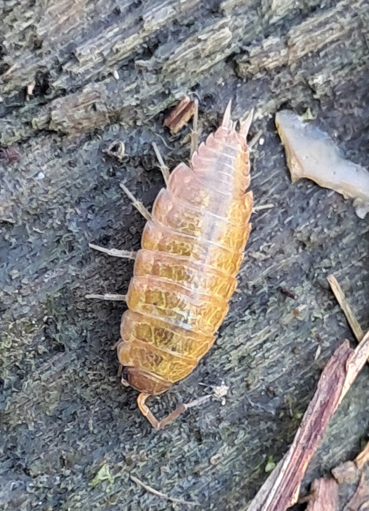 Six-striped Woodlouse