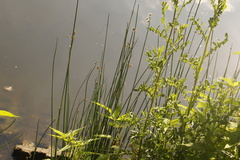 Schoenoplectus litoralis