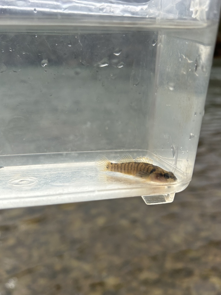 Tuxedo Darter