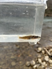 Tuxedo Darter photo 2