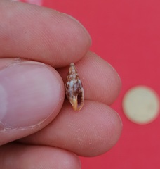 Mitrella scripta