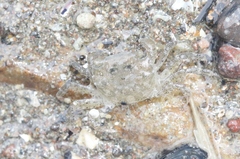 Hemigrapsus