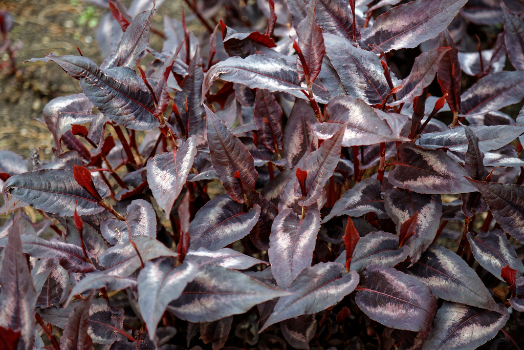 Persicariinae