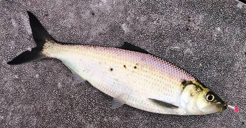 Hickory Shad